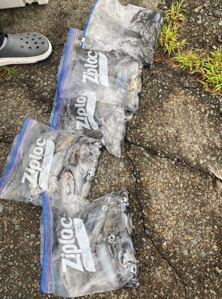 あみや渡船 釣果