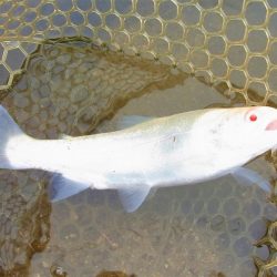 平谷湖フィッシングスポット 釣果