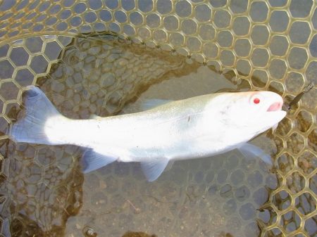 平谷湖フィッシングスポット 釣果