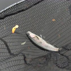 平谷湖フィッシングスポット 釣果