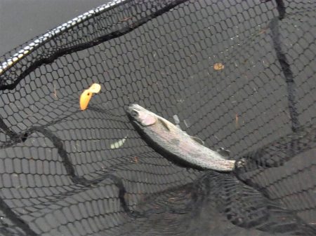 平谷湖フィッシングスポット 釣果