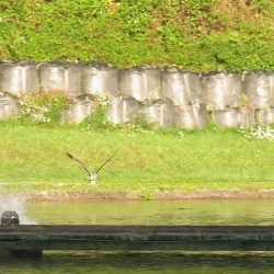 平谷湖フィッシングスポット 釣果