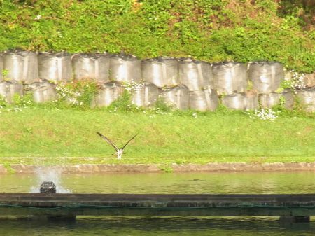 平谷湖フィッシングスポット 釣果