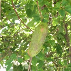 平谷湖フィッシングスポット 釣果