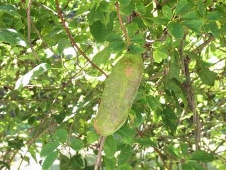 平谷湖フィッシングスポット 釣果