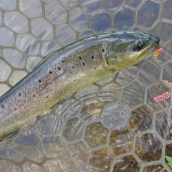 平谷湖フィッシングスポット 釣果