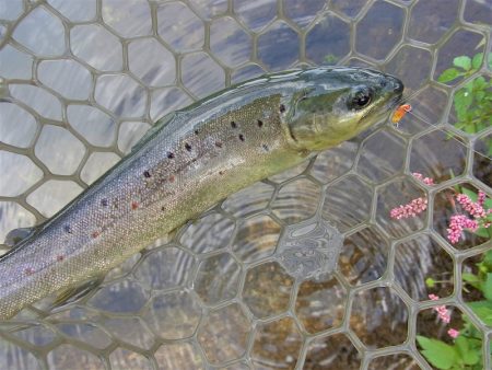 平谷湖フィッシングスポット 釣果