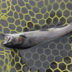 平谷湖フィッシングスポット 釣果