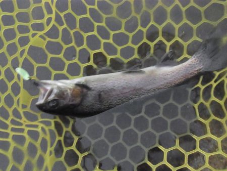 平谷湖フィッシングスポット 釣果