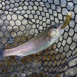 平谷湖フィッシングスポット 釣果