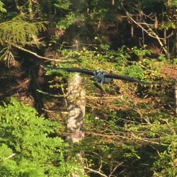 平谷湖フィッシングスポット 釣果