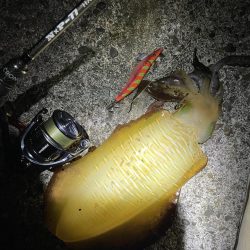 いい型のアオリイカをエギングで。