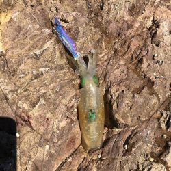 アオリイカまだいますよ