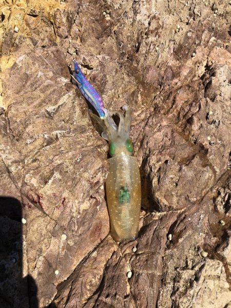 アオリイカまだいますよ