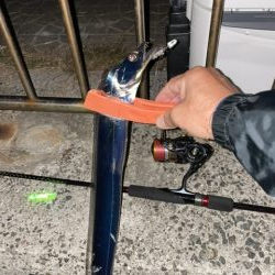 久しぶりの淡路島タチウオ