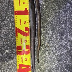 夕まずめから夜にかけてアナゴの投げ釣りをしてみた