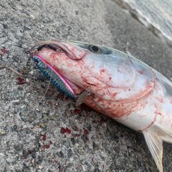 淡路島釣行 連敗脱出メジロ 61センチGET