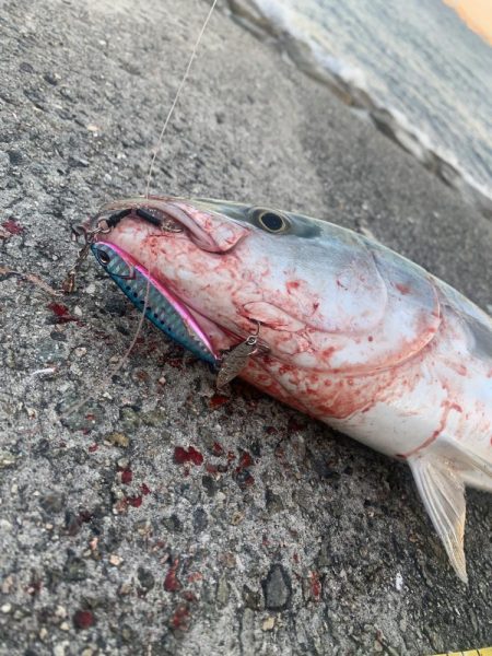 淡路島釣行 連敗脱出メジロ 61センチGET