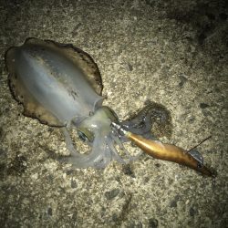 朝マズメのエギング