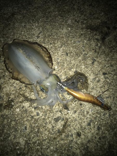 朝マズメのエギング