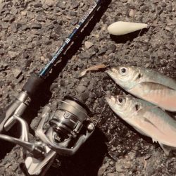 待望のアジ❗️