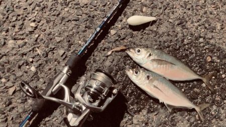 待望のアジ❗️…