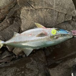 トップで青物メジロさん