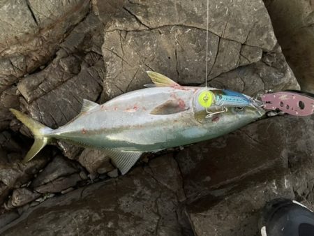 トップで青物メジロさん