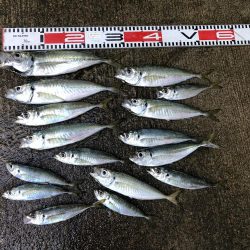 3ヶ月ぶりのアジ釣り