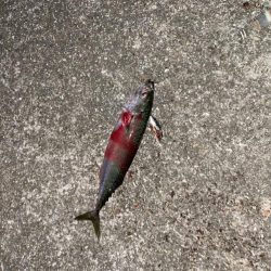 最近タチウオ渋いなぁ〜