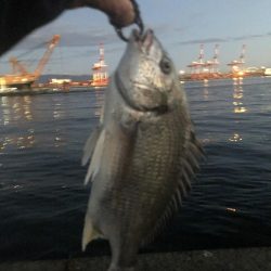 南港　朝マズメ　