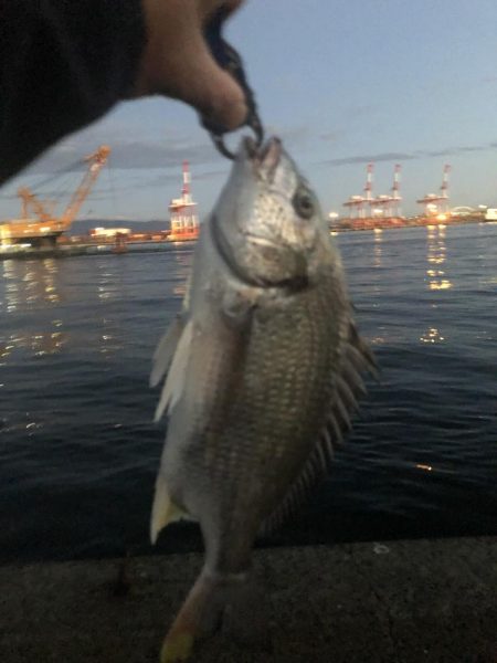 南港　朝マズメ　