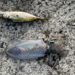 アオリイカを求めて