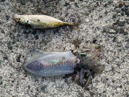 アオリイカを求めて