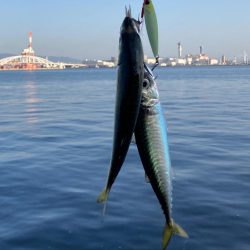 青物遠く鯖ナブラのみ。。