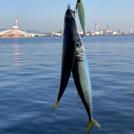 青物遠く鯖ナブラのみ。。