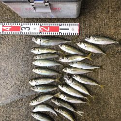 アジ釣り⑦