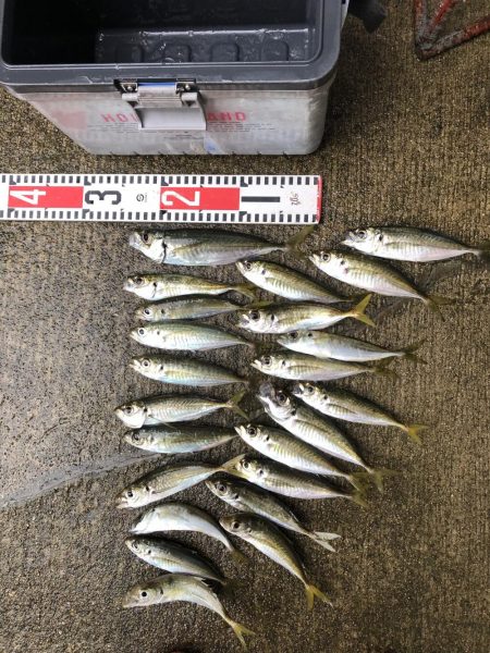 アジ釣り⑦