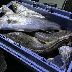 大潮　シーバス&マゴチ