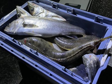 大潮　シーバス&マゴチ