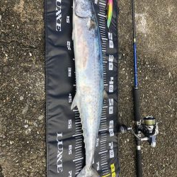 今年もサワラが釣れました