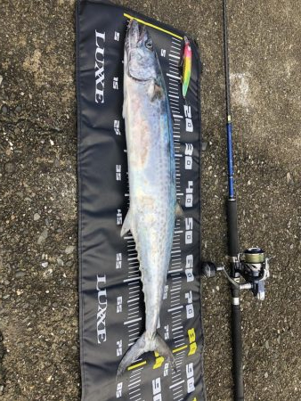 今年もサワラが釣れました