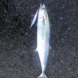 新タックルの入魂式