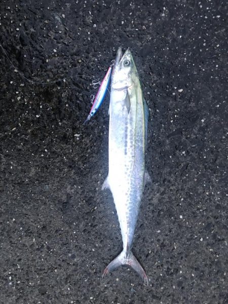 新タックルの入魂式