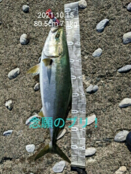 遂に悲願の鰤捕ったぞ>゜)))彡
