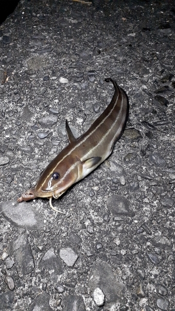 今日はゴンズイでした