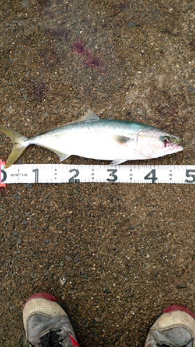 1ヶ月ぶりの青物