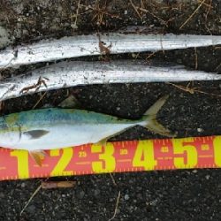 イナダが出ました