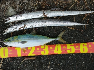 イナダが出ました