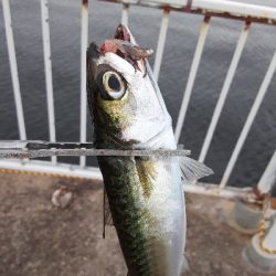 タチウオ&大鯖狙いで結局中鯖